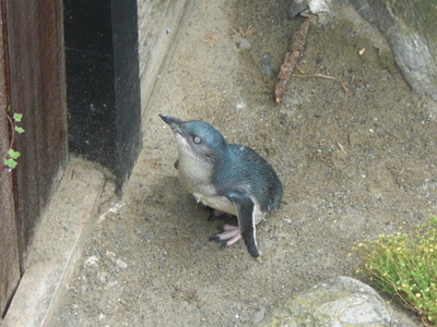 penguin